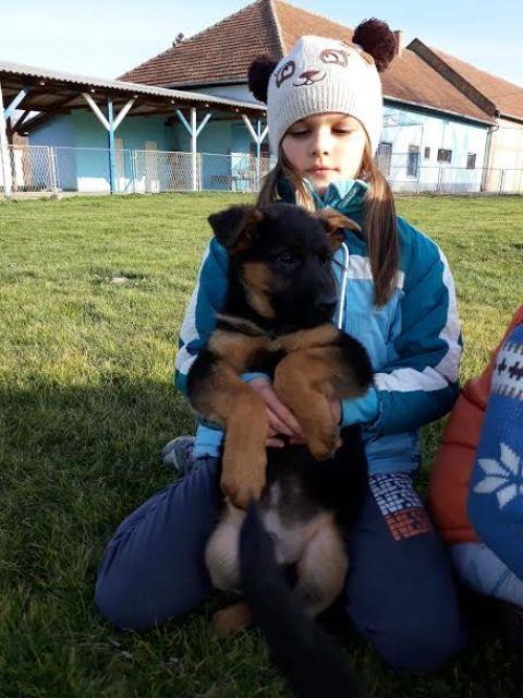 Nemački-ovčar-štenci-na-prodaju--