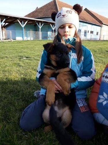 Nemački ovčar štenci na prodaju  