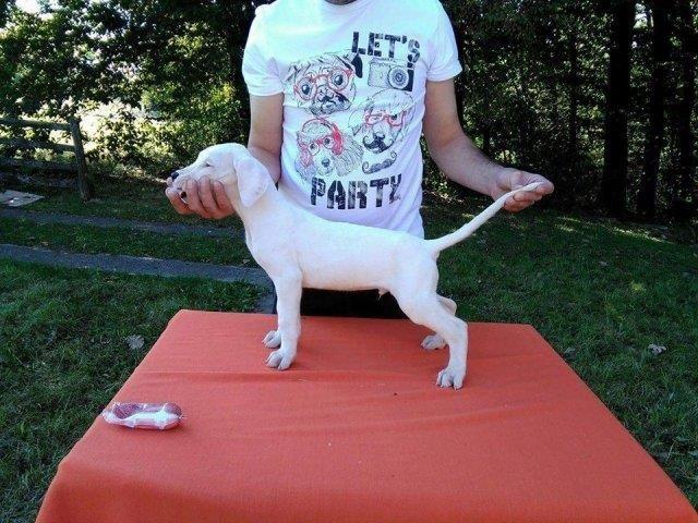 Dogo-Argentino