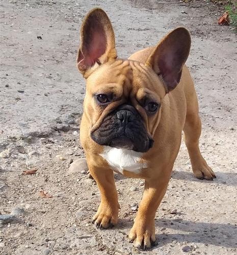 Francuski buldog štenci