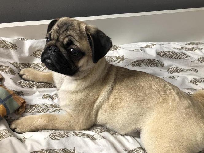 Mops
