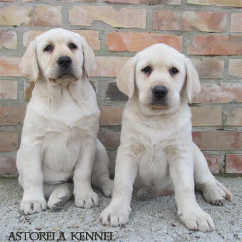 Izuzetna-stenad-labrador-retrivera