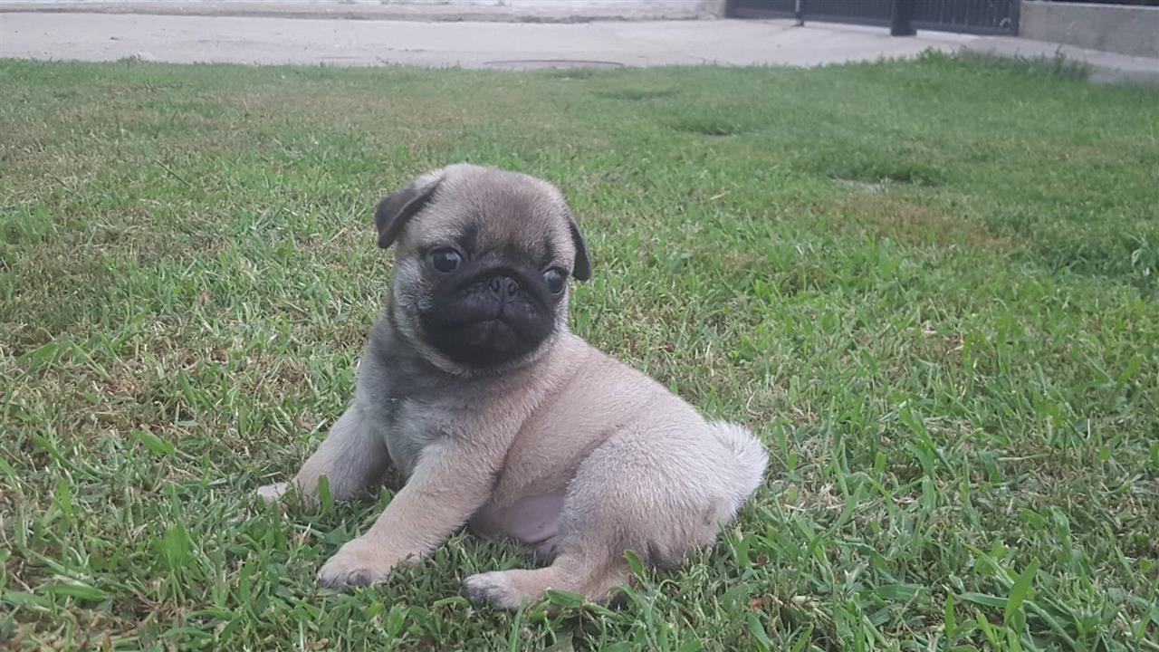 Mops-štenci
