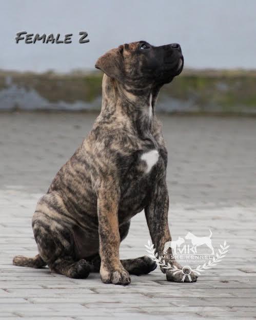 Presa-Canario-stenci-