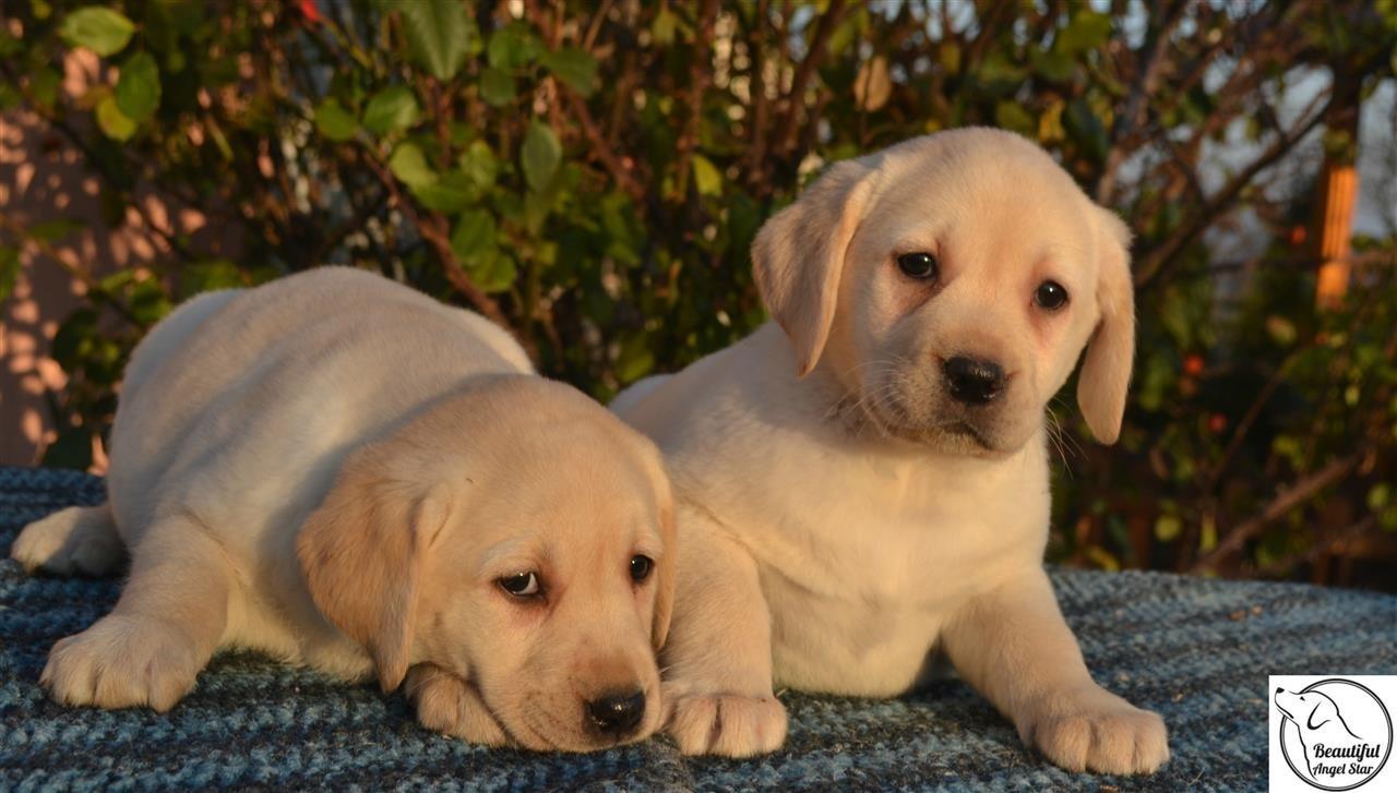 Stenci-Labrador-Retrivera
