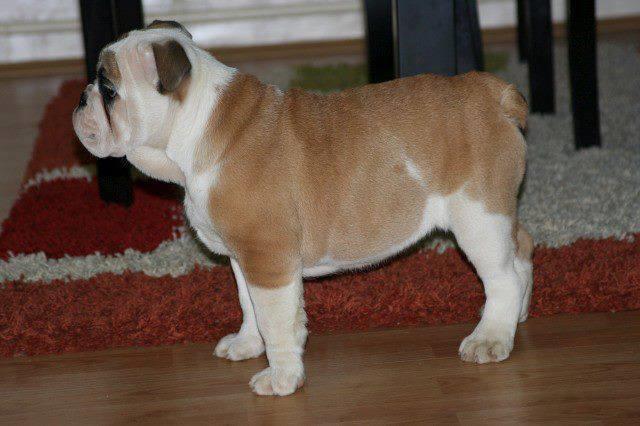 Engleski-buldog