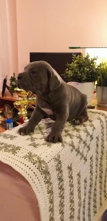 Cane-corso-štenci