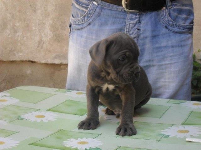 Cane-Corso--sivo-prvobirano-stene