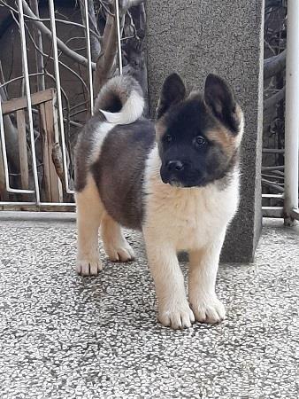 Američka-akita--štenci