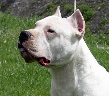 Argentinski-pas---Dogo-Argentino