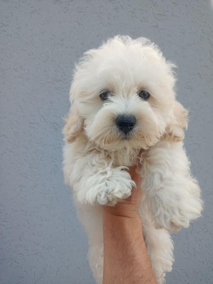 Maltipoo-stenci