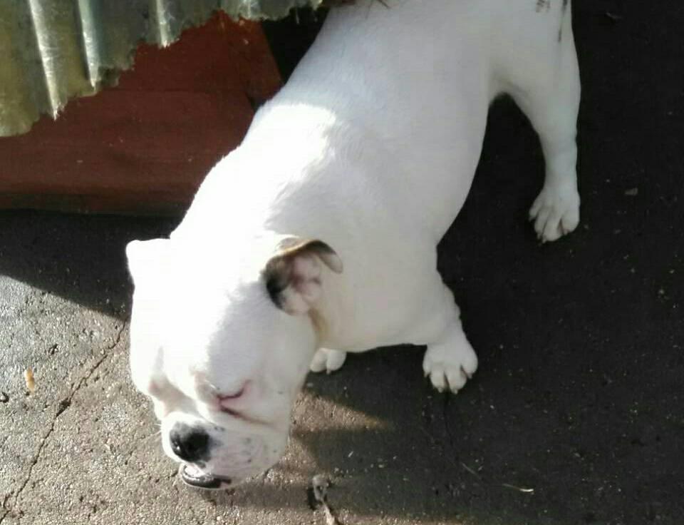 Engleski-buldog