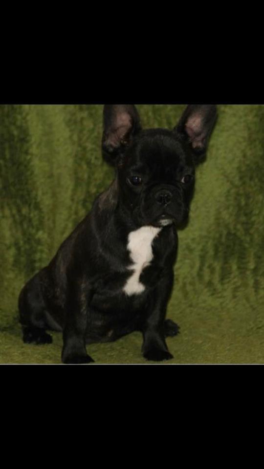 Francuski-Buldog