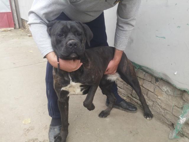 Cane-corso-zenka