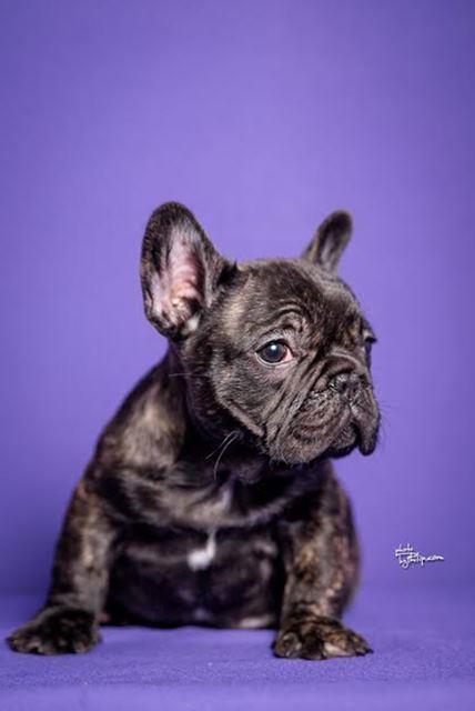 Francuski-buldog-