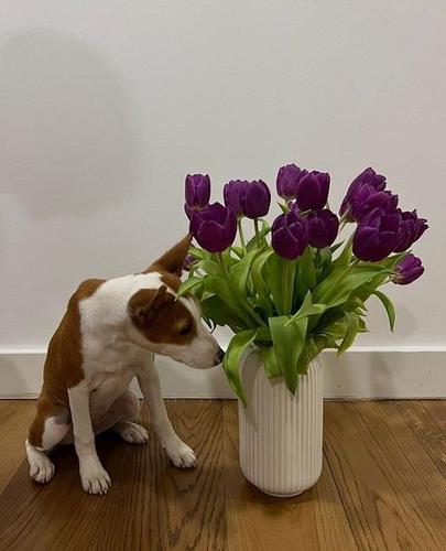 Basenji štenci