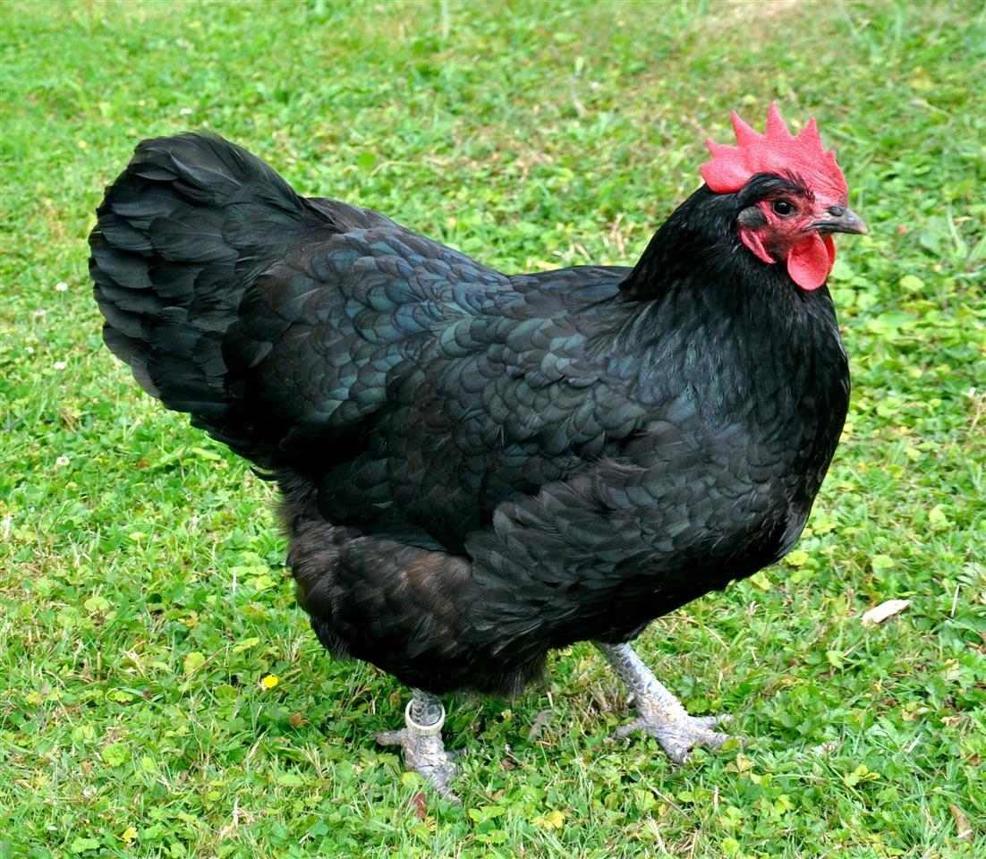 Australorp-koke-i-petlovi