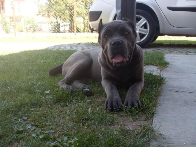 Cane-Corso-muzijak
