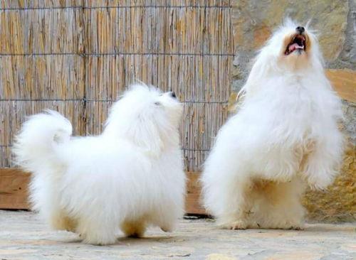 Coton-de-Tulear