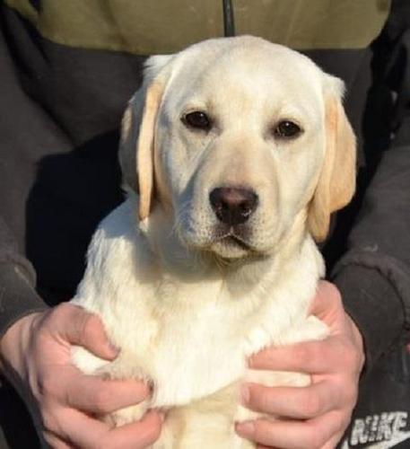 Labrador retriver 