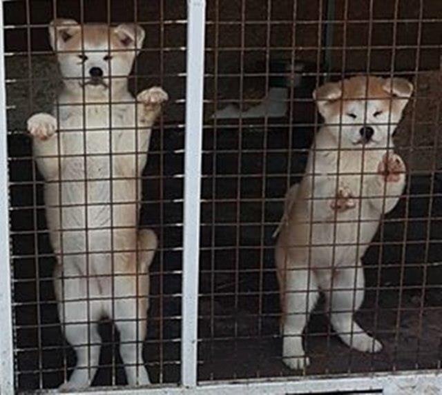 Akita-Inu