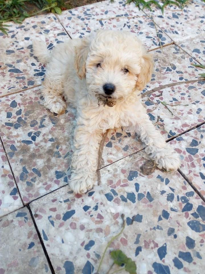 Maltipoo-štenci