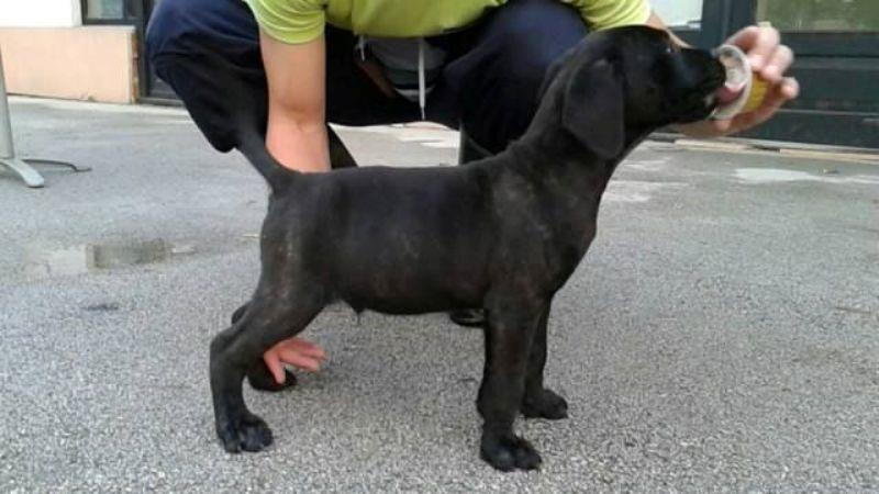 Cane-Corso--stenci-