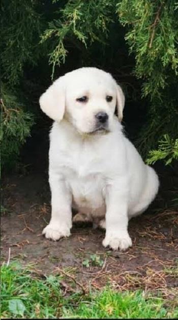 LABRADOR-stenci-