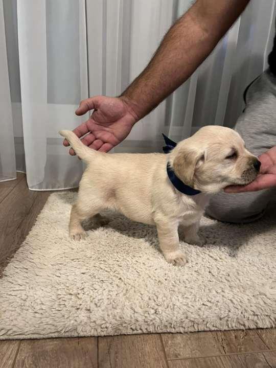 Labrador-retriver--prelepi-štenci-