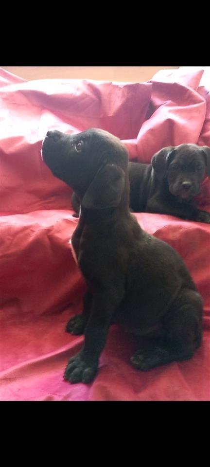 Cane-corso-štenci