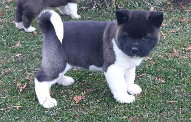 Američka-Akita--štenci