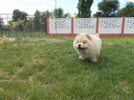 Chow-chow-cau-cau-stenad
