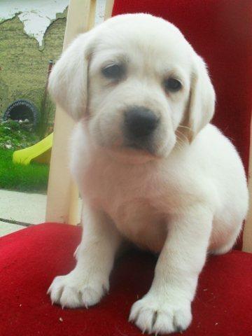 Labrador retriver