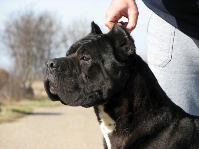 Cane-corso-slobodan-za-parenje