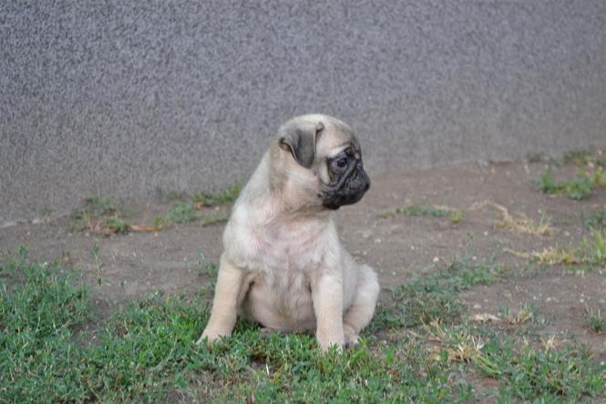 Mops štenci na prodaju