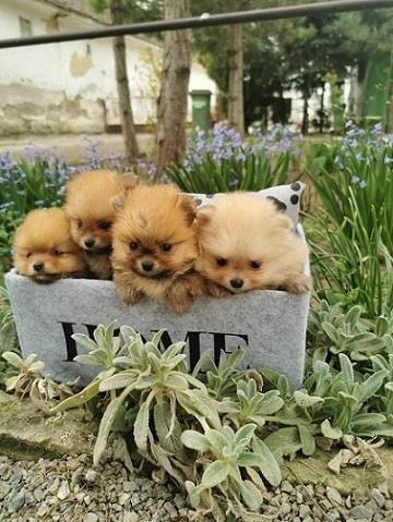 Pomeranac-stenci