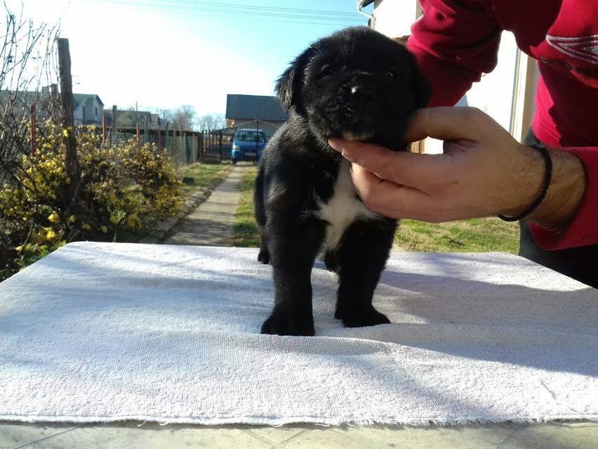 Cane-Corso-štenci