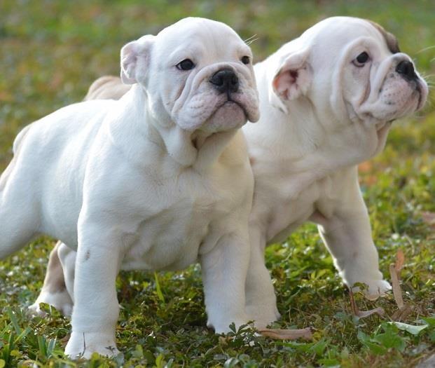 Engleski-buldog-prvobirajuće-štene
