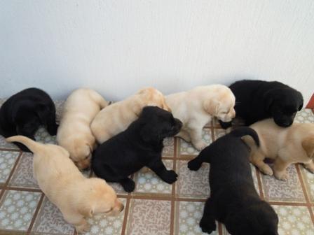 LABRADOR-RETRIVER