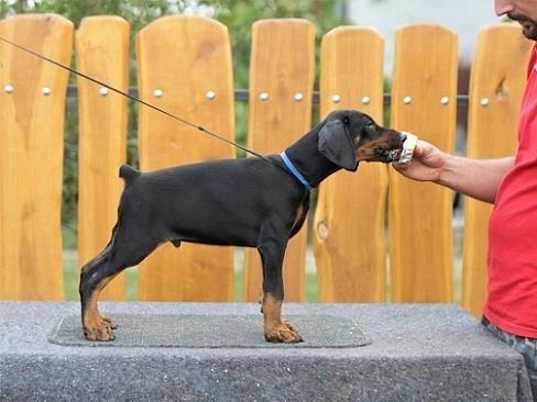 Štenci-Dobermana