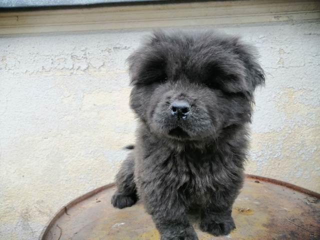 Čau-Čau--Chow-Chow--štenad