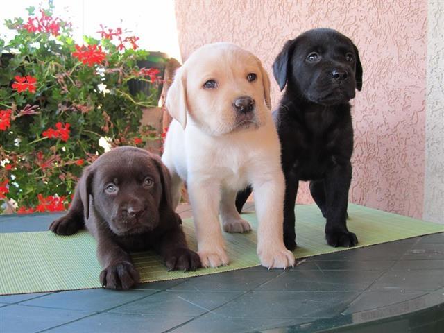 Labrador stenad 