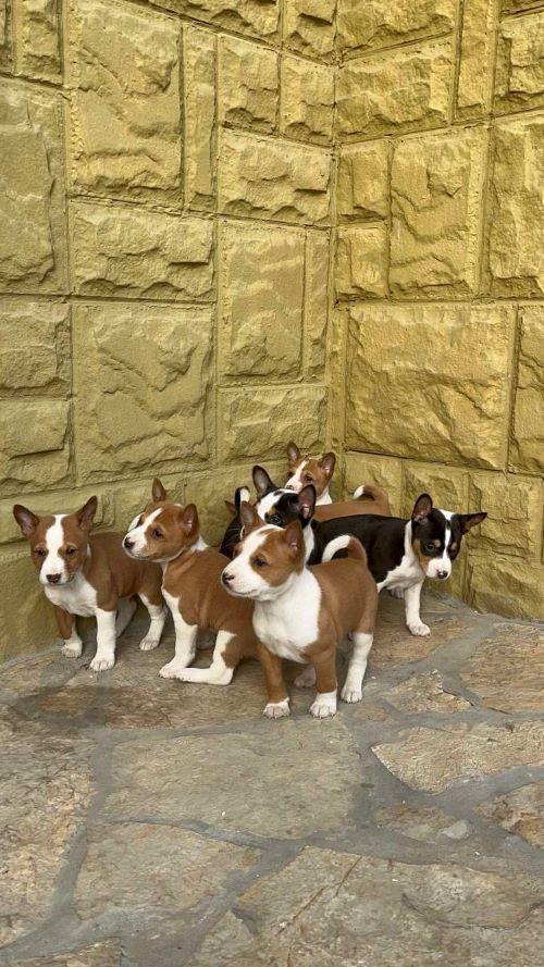 BASENJI-Štenci
