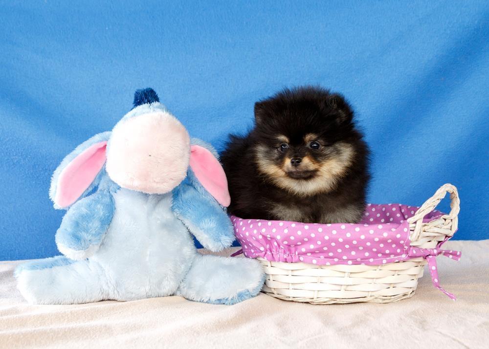 Pomeranac-štenci-