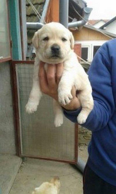 labrador-retriver-stenci