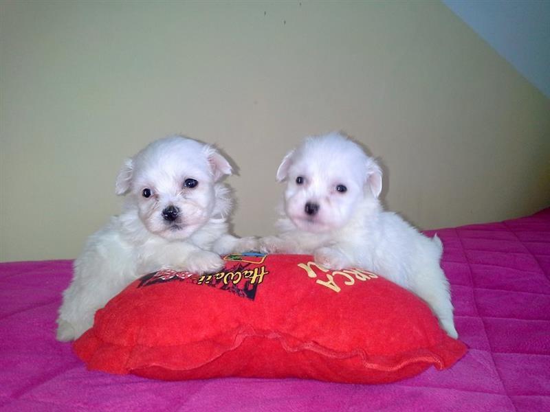 Coton-de-Tulear
