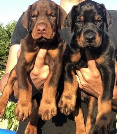 Doberman stenci