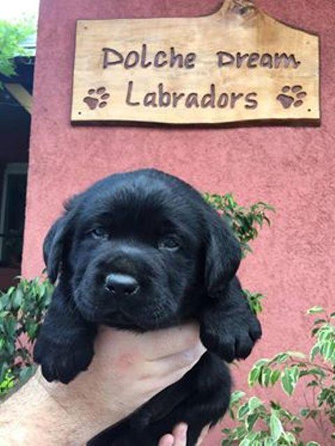 Labrador-retriver--štenci-