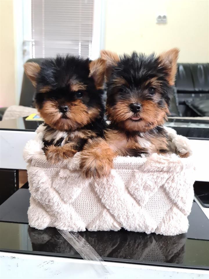 Mini-Jorkširski-Terijeri-