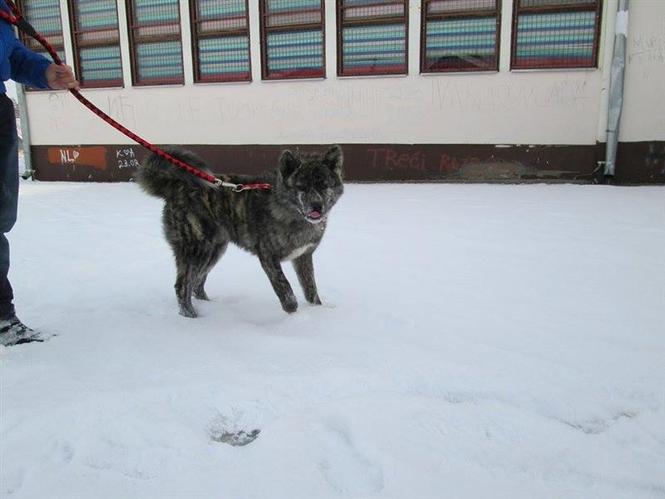 Akita inu stenci